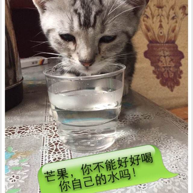 制作阿根廷护照电子版